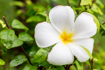 Obraz premium White frangipani