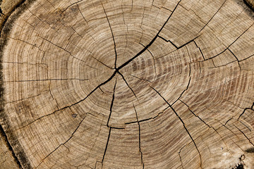 close up of the wooden stump