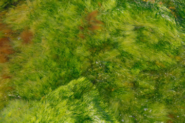 green algae in the sea