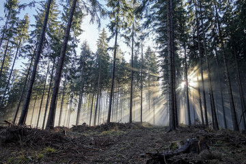 Sun beams