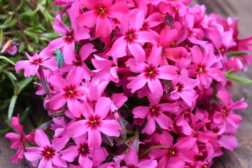 Pink spring flowers on wooden boards