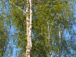 Frühling - Birkenbäume mit zarten grünen Blättern 