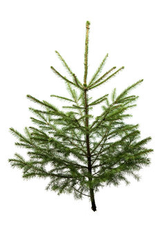 Fir tree for Christmas, not adorned, isolated