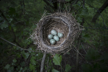 The eggs lie in a nest on a tree.