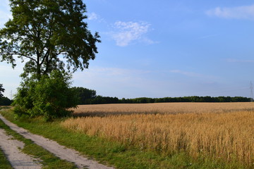 Obraz premium Pola zbóż. I