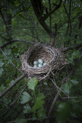 The eggs lie in a nest on a tree.
