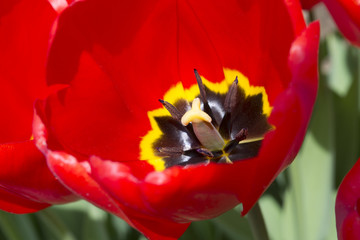 Red tulips in the early spring

