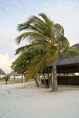 palm tree blown by wind on a beach with white sand 