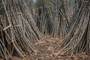 trunk of cassava tree