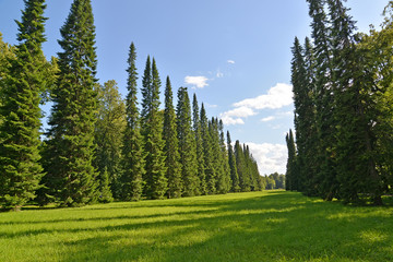 ORANIENBAUM, RUSSIA. Fir-tree аvenue in the Top park