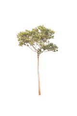 isolated tree on a white background