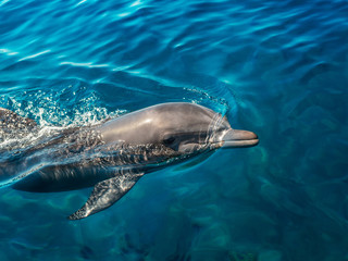 Dolphin in the clear sea water