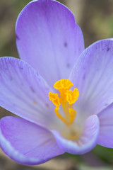 Flower Crocus close up