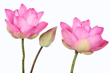 Peel and stick wall murals Lotusflower lotus flower isolated on white background.