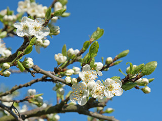 Pflaumenblüte, Pflaumenbaum, Prunus