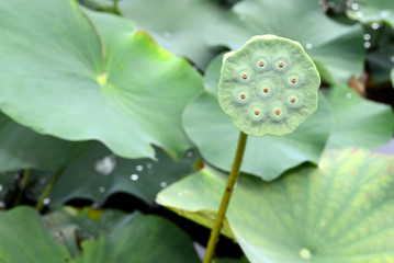 Lotus seed