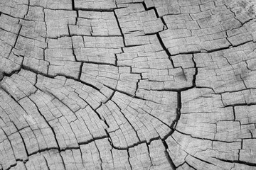 Fototapeta premium Grey wood crack texture background