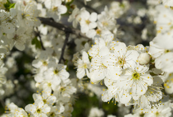 cherry blossoms in early spring