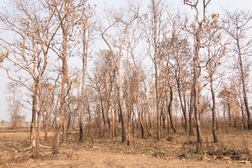 Forest fires with burned trees