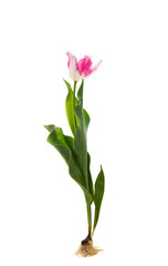 Naklejka na ściany i meble pink tulip isolated