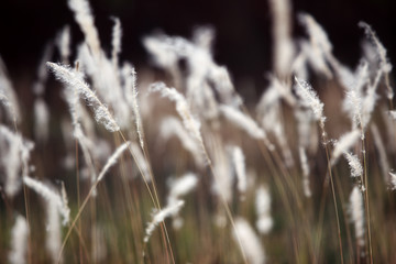 Fototapeta premium reeds grass.