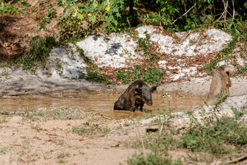 Le bain du p&eacute;cari ou cochon bwa en Guyane fran&ccedil;aise