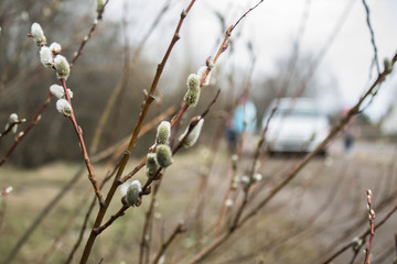 Pussy willow branches