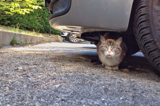 gatto in agguato sotto un'automobile