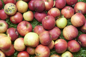 Red fall apples lies in the grass. Autumn harvest concept background. Pile of apples