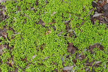 Green grass close up. Green grass through sun beams. Summer gras.