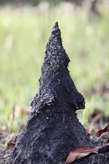 termite hill.