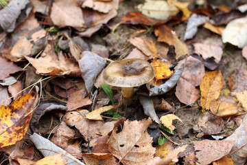 mushroom hiding in foliage/forest background with fallen autumn leaves and hide fungus