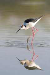 Black winged stilt