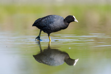 Eurasian Coot