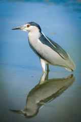 Night Heron