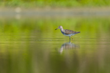 Green Sandpiper