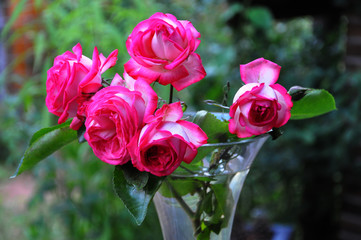 natürlich schöne Rosen mit grünem Blattwerk im Hintergrund 