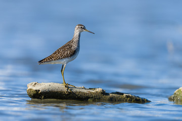 green Sandpiper