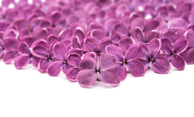 Fresh lilac flower isolated