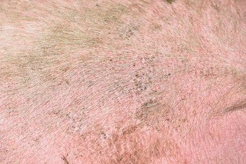Close up shot of pig skin as a background