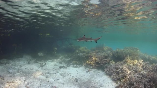 Baby Blacktip Reef Shark at Edge of Mangrove