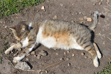 Pregnant gray striped cat lying and resting in yard at the sun