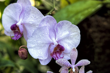 Pretty and wet pink orchids.