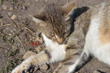 Naklejka na ściany i meble Pregnant gray striped cat lying and resting in yard at the sun