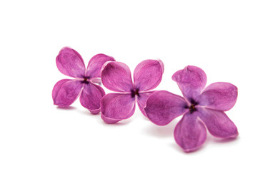 Naklejka na ściany i meble Fresh lilac flower isolated