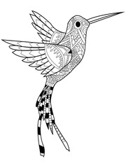 Hummingbird coloring vector for adults