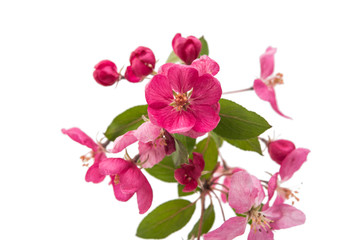 pink flowers on an apple-tree