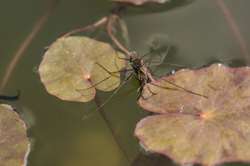 Wasserläufer bei der Paarung