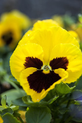 Macro of a yellow pansy.