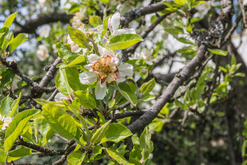 Kaputte Apfelblüte durch Frost